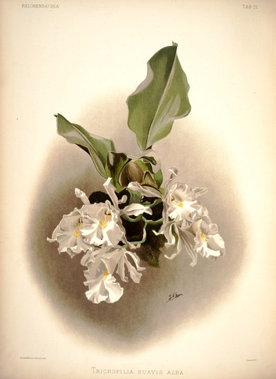 Trichopilia Suavis by London H. Sotheran and Co.